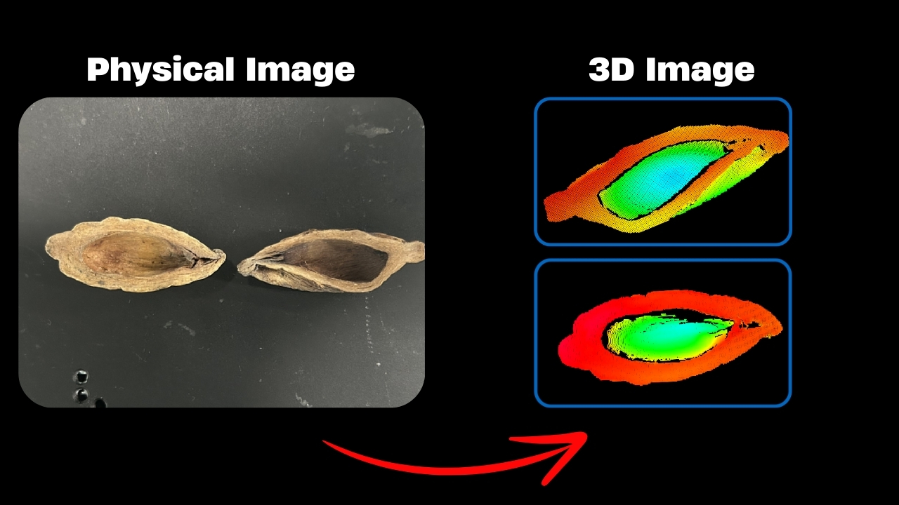 How 3D Laser Profilers Solve Betel Nut Height Measurement Challenges in the Food Industry