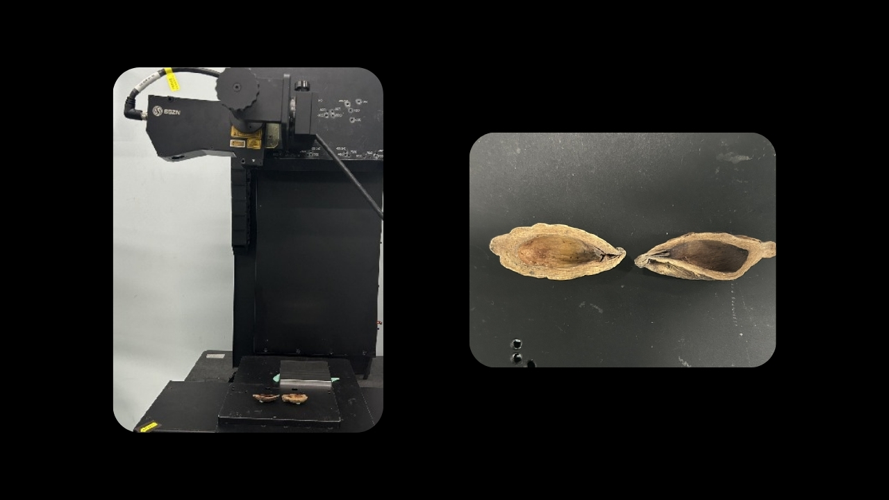 Betel Nut 5 SinceVision.jpg