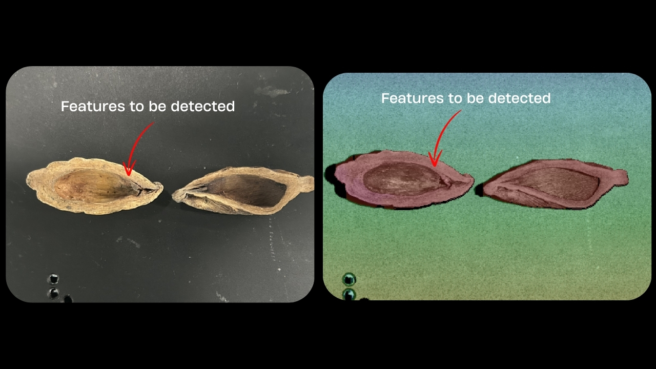 Betel Nut 2 SinceVision.jpg
