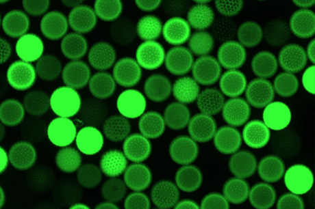 Plant Cell Fluorescence Imaging with sCMOS Camera