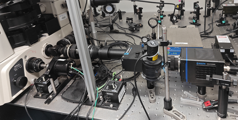 Observation of Nematodes Under Fluorescence