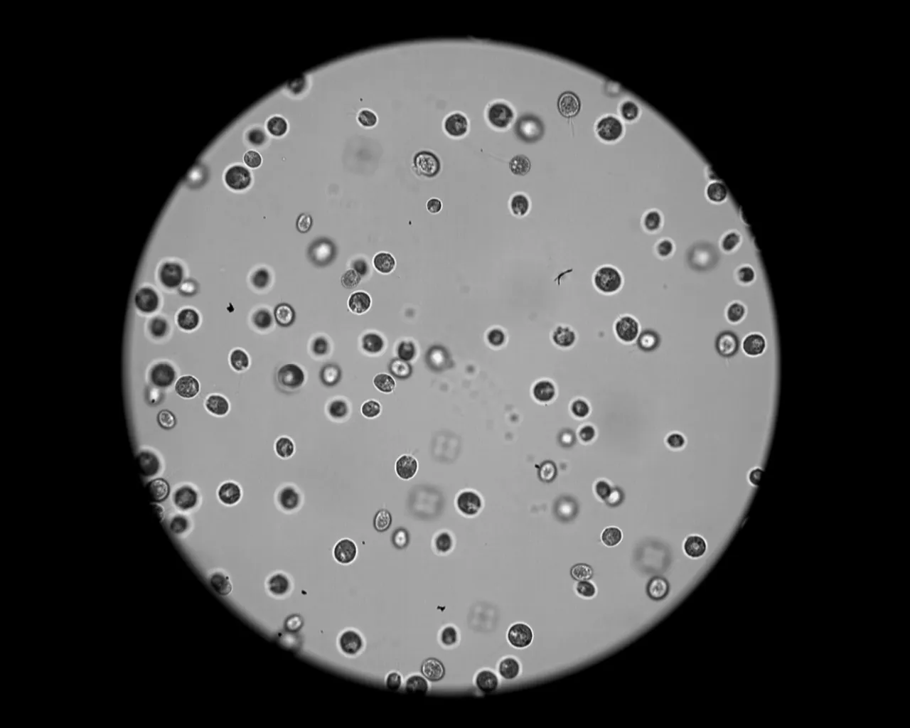 Observing Bacterial Flagella Movement with High-Speed Camera