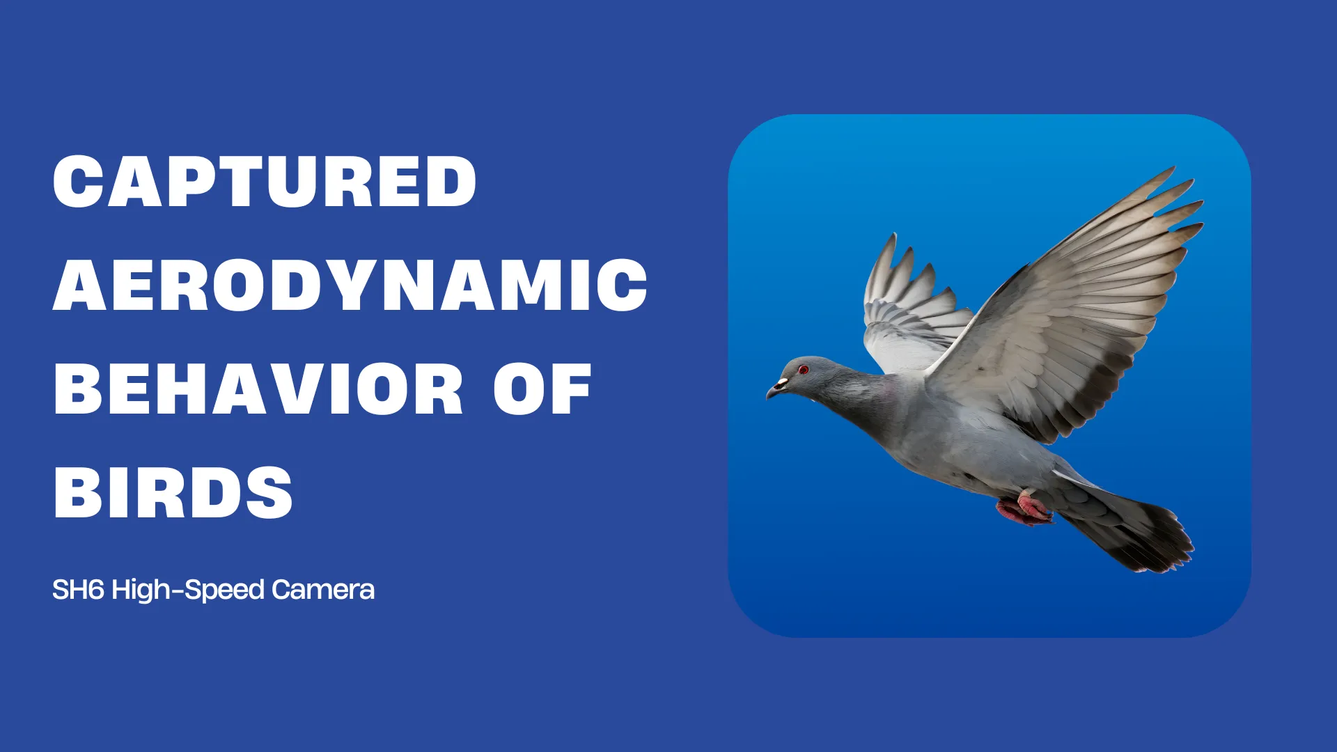 Pigeon Takeoff in 1000 FPS: Revealing the Hidden Mechanics of Bird Flight